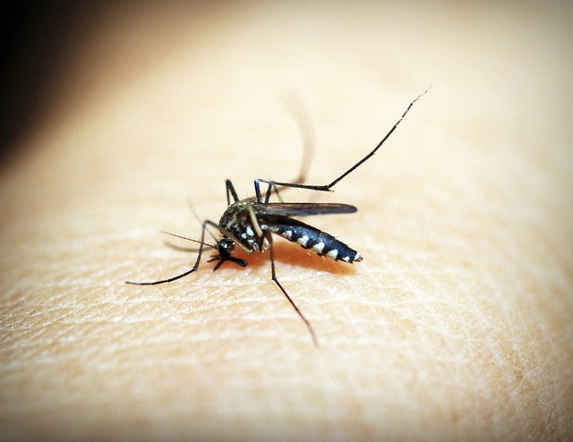 Herb shows promise for parasites including Malaria